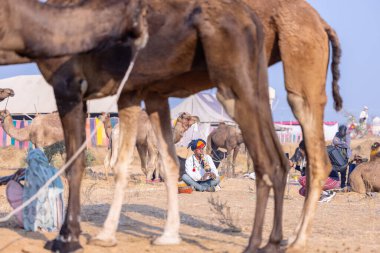 Pushkar, Rajasthan, Hindistan - 25 Kasım 2023: Kış sabahı Pushkar Deve Fuarı