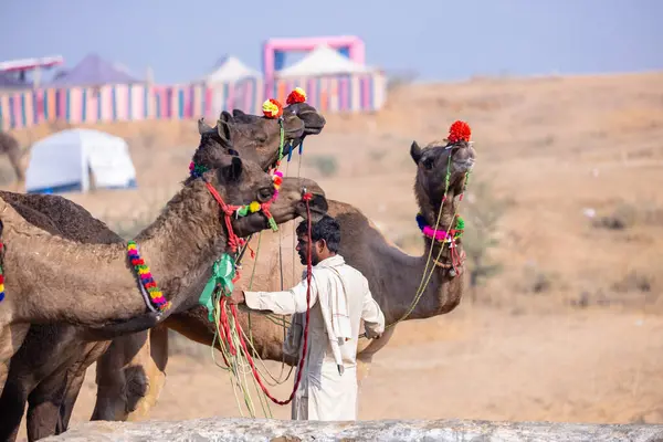 stock image Pushkar, Rajasthan, India - November 23, 2023: Portrait of man from Rajasthan in traditional white clothes with his decorated camels for trade during Pushkar camel fair.  