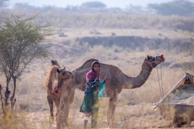 Pushkar, Rajasthan, Hindistan - 25 Kasım 2023: Kış sabahı Pushkar Deve Fuarı