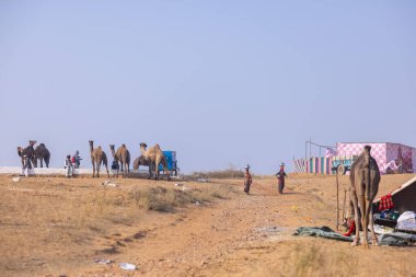 Pushkar, Rajasthan, Hindistan - 25 Kasım 2023: Kış sabahı Pushkar Deve Fuarı