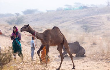 Pushkar, Rajasthan, Hindistan - 25 Kasım 2023: Kış sabahı Pushkar Deve Fuarı