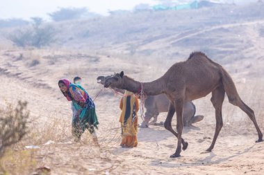 Pushkar, Rajasthan, Hindistan - 25 Kasım 2023: Kış sabahı Pushkar Deve Fuarı