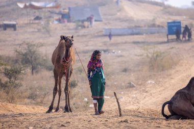 Pushkar, Rajasthan, Hindistan - 25 Kasım 2023: Kış sabahı Pushkar Deve Fuarı