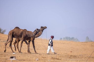 Pushkar, Rajasthan, Hindistan - 25 Kasım 2023: Kış sabahı Pushkar Deve Fuarı