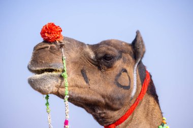 Pushkar deve fuarında ticaret için ev yapımı devenin yakın plan portresi.