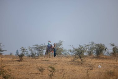 Pushkar, Rajasthan, Hindistan - 25 Kasım 2023: Kış sabahı Pushkar Deve Fuarı