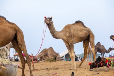 Pushkar, Rajasthan, Hindistan - 25 Kasım 2023: Kış sabahı Pushkar Deve Fuarı