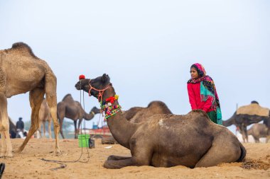 Pushkar, Rajasthan, Hindistan - 25 Kasım 2023: Kış sabahı Pushkar Deve Fuarı