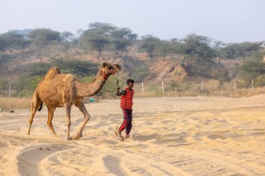 Puşkar, Rajasthan, Hindistan - 25 Kasım 2023: Kum tepeciklerindeki Pushkar Camel Fuarı 'nda deve yarışı yapmak için deve taşıyan Hintli genç çocuk.