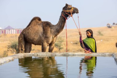 Pushkar, Rajasthan, Hindistan - 25 Kasım 2023: Pushkar Deve Fuarı 'nda kış sabahı deve taşıyan renkli geleneksel deve taşıyan Hintli yaşlı bir kadının portresi.