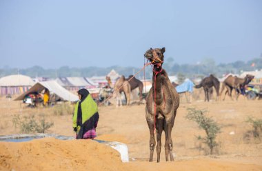Pushkar, Rajasthan, Hindistan - 25 Kasım 2023: Kış sabahı Pushkar Deve Fuarı