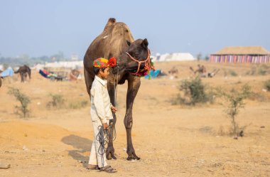 Pushkar, Rajasthan, Hindistan - 25 Kasım 2023: Kış sabahı Pushkar Deve Fuarı