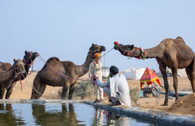 Pushkar, Rajasthan, Hindistan - 25 Kasım 2023: Kış sabahı Pushkar Deve Fuarı