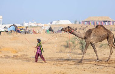 Pushkar, Rajasthan, Hindistan - 25 Kasım 2023: Kış sabahı Pushkar Deve Fuarı