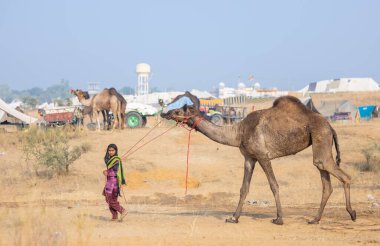 Pushkar, Rajasthan, Hindistan - 25 Kasım 2023: Kış sabahı Pushkar Deve Fuarı