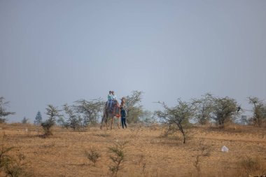 Puşkar, Rajasthan, Hindistan - 25 Kasım 2023: Pushkar Camel Fuar alanında gün ışığında develer.