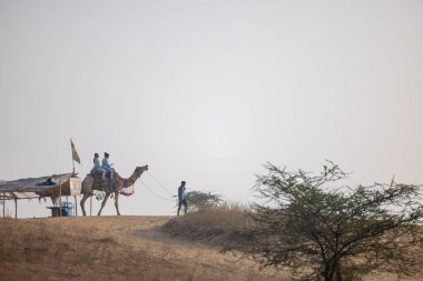 Puşkar, Rajasthan, Hindistan - 25 Kasım 2023: Pushkar Camel Fuar alanında gün ışığında develer.