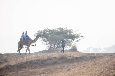 Puşkar, Rajasthan, Hindistan - 25 Kasım 2023: Pushkar Camel Fuar alanında gün ışığında develer.