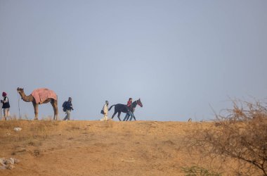 Pushkar, Rajasthan, Hindistan - 25 Kasım 2023: Pushkar Deve Fuarı 'nda kış sabahı deve taşıyan renkli geleneksel deve taşıyan Hintli yaşlı bir kadının portresi.