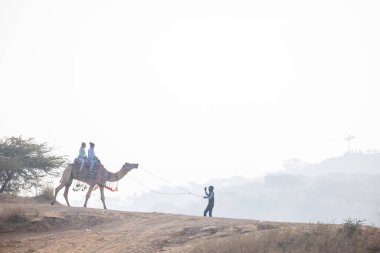 Puşkar, Rajasthan, Hindistan - 25 Kasım 2023: Pushkar Camel Fuar alanında gün ışığında develer.