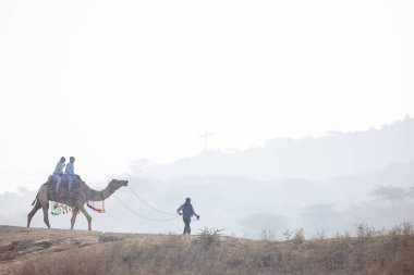 Puşkar, Rajasthan, Hindistan - 25 Kasım 2023: Pushkar Camel Fuar alanında gün ışığında develer.