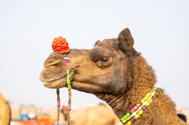 Pushkar, Rajasthan, Hindistan - 25 Kasım 2023: Pushkar Deve Fuarı 'nda kış sabahı deve taşıyan renkli geleneksel deve taşıyan Hintli yaşlı bir kadının portresi.