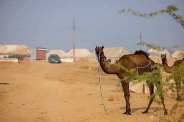 Pushkar, Rajasthan, Hindistan - 25 Kasım 2023: Pushkar Deve Fuarı 'nda kış sabahı deve taşıyan renkli geleneksel deve taşıyan Hintli yaşlı bir kadının portresi.