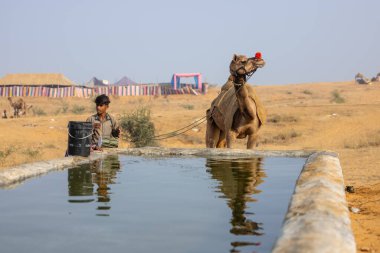 Pushkar, Rajasthan, Hindistan - 25 Kasım 2023: Pushkar Deve Fuarı 'nda kış sabahı deve taşıyan renkli geleneksel deve taşıyan Hintli yaşlı bir kadının portresi.