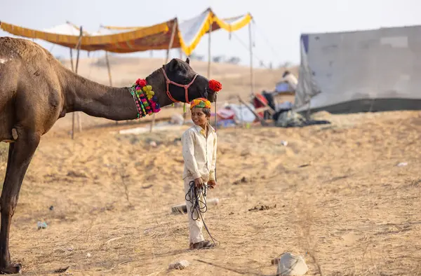 Pushkar, Rajasthan, Hindistan - 25 Kasım 2023: Kış sabahı Pushkar Deve Fuarı
