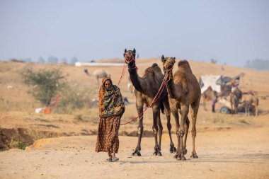 Pushkar, Rajasthan, Hindistan - 25 Kasım 2023: Pushkar Deve Fuarı 'nda kış sabahı deve taşıyan renkli geleneksel deve taşıyan Hintli yaşlı bir kadının portresi.