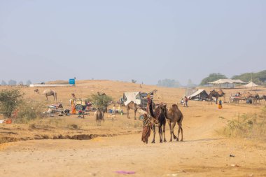 Pushkar, Rajasthan, Hindistan - 25 Kasım 2023: Pushkar Deve Fuarı 'nda kış sabahı deve taşıyan renkli geleneksel deve taşıyan Hintli yaşlı bir kadının portresi.