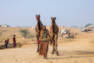 Pushkar, Rajasthan, Hindistan - 25 Kasım 2023: Pushkar Deve Fuarı 'nda kış sabahı deve taşıyan renkli geleneksel deve taşıyan Hintli yaşlı bir kadının portresi.