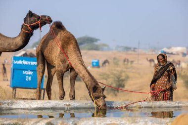 Pushkar, Rajasthan, Hindistan - 25 Kasım 2023: Pushkar Deve Fuarı 'nda kış sabahı deve taşıyan renkli geleneksel deve taşıyan Hintli yaşlı bir kadının portresi.