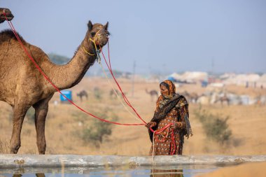 Pushkar, Rajasthan, Hindistan - 25 Kasım 2023: Pushkar Deve Fuarı 'nda kış sabahı deve taşıyan renkli geleneksel deve taşıyan Hintli yaşlı bir kadının portresi.