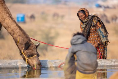 Pushkar, Rajasthan, Hindistan - 25 Kasım 2023: Pushkar Deve Fuarı 'nda kış sabahı deve taşıyan renkli geleneksel deve taşıyan Hintli yaşlı bir kadının portresi.