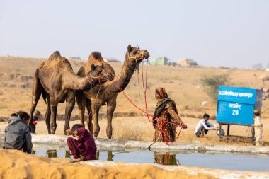 Pushkar, Rajasthan, Hindistan - 25 Kasım 2023: Pushkar Deve Fuarı 'nda kış sabahı deve taşıyan renkli geleneksel deve taşıyan Hintli yaşlı bir kadının portresi.