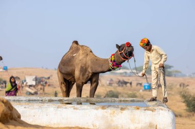 Pushkar, Rajasthan, Hindistan - 25 Kasım 2023: Pushkar Deve Fuarı 'nda kış sabahı deve taşıyan renkli geleneksel deve taşıyan Hintli yaşlı bir kadının portresi.