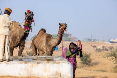 Pushkar, Rajasthan, Hindistan - 25 Kasım 2023: Pushkar Deve Fuarı 'nda kış sabahı deve taşıyan renkli geleneksel deve taşıyan Hintli yaşlı bir kadının portresi.