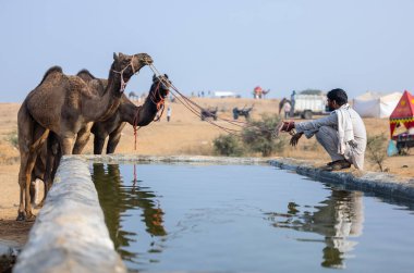 Pushkar, Rajasthan, Hindistan - 25 Kasım 2023: Pushkar Deve Fuarı 'nda kış sabahı deve taşıyan renkli geleneksel deve taşıyan Hintli yaşlı bir kadının portresi.