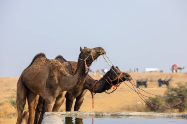 Pushkar, Rajasthan, Hindistan - 25 Kasım 2023: Pushkar Deve Fuarı 'nda kış sabahı deve taşıyan renkli geleneksel deve taşıyan Hintli yaşlı bir kadının portresi.