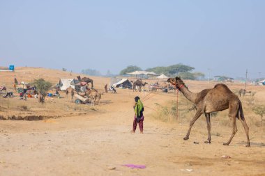 Pushkar, Rajasthan, Hindistan - 25 Kasım 2023: Pushkar Deve Fuarı 'nda kış sabahı deve taşıyan renkli geleneksel deve taşıyan Hintli yaşlı bir kadının portresi.