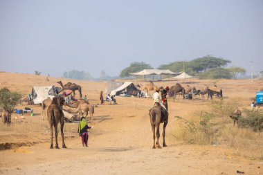 Pushkar, Rajasthan, Hindistan - 25 Kasım 2023: Pushkar Deve Fuarı 'nda kış sabahı deve taşıyan renkli geleneksel deve taşıyan Hintli yaşlı bir kadının portresi.