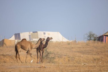 Pushkar, Rajasthan, Hindistan - 25 Kasım 2023: Pushkar Deve Fuarı 'nda kış sabahı deve taşıyan renkli geleneksel deve taşıyan Hintli yaşlı bir kadının portresi.