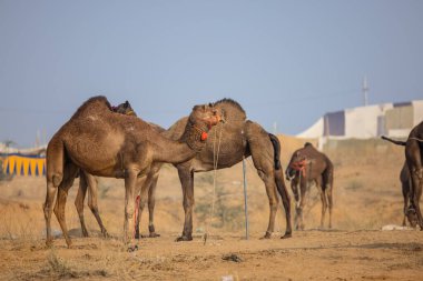 Pushkar, Rajasthan, Hindistan - 25 Kasım 2023: Pushkar Deve Fuarı 'nda kış sabahı deve taşıyan renkli geleneksel deve taşıyan Hintli yaşlı bir kadının portresi.
