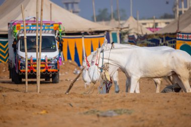 Pushkar, Rajasthan, Hindistan - 25 Kasım 2023: Pushkar Deve Fuarı 'nda kış sabahı deve taşıyan renkli geleneksel deve taşıyan Hintli yaşlı bir kadının portresi.