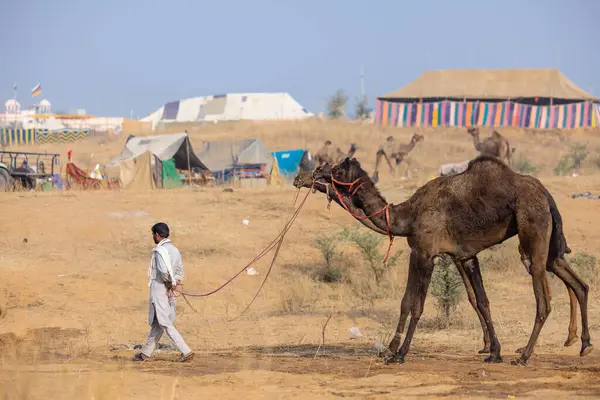 Pushkar, Rajasthan, Hindistan - 25 Kasım 2023: Pushkar Deve Fuarı 'nda kış sabahı deve taşıyan renkli geleneksel deve taşıyan Hintli yaşlı bir kadının portresi.