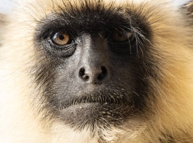 Indian Gray langur (Semnopithecus) ya da Hanuman langur 'un portresi