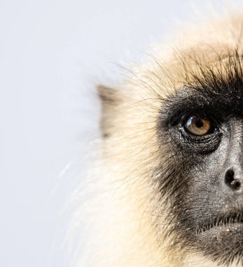 Indian Gray langur (Semnopithecus) ya da Hanuman langur 'un portresi