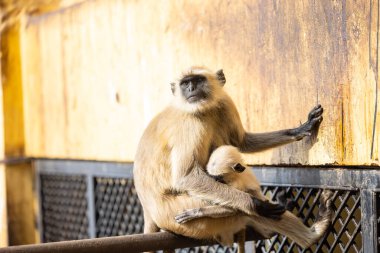 Indian Gray langur (Semnopithecus) ya da Hanuman langur 'un portresi