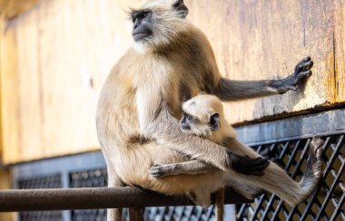 Indian Gray langur (Semnopithecus) ya da Hanuman langur 'un portresi